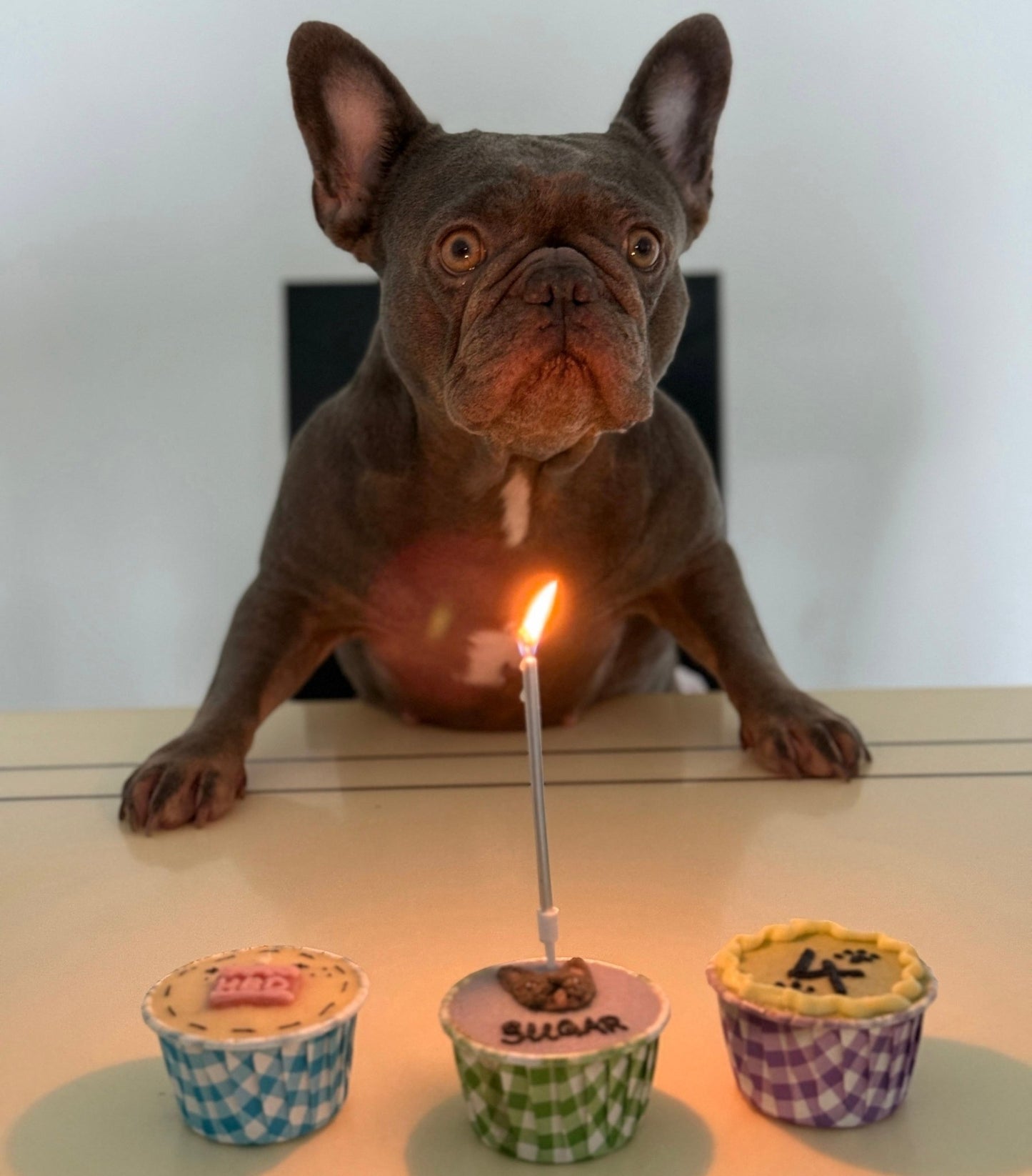 2D Dog/Cat Pupcakes - Pets Delight Bakery Pte Ltd