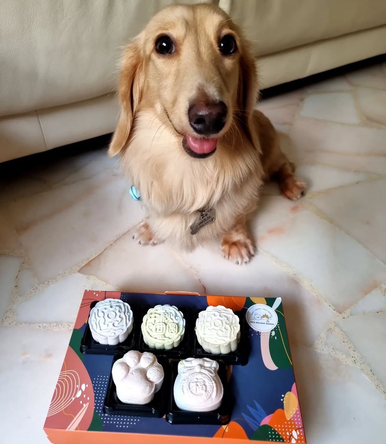 Pets Mooncake