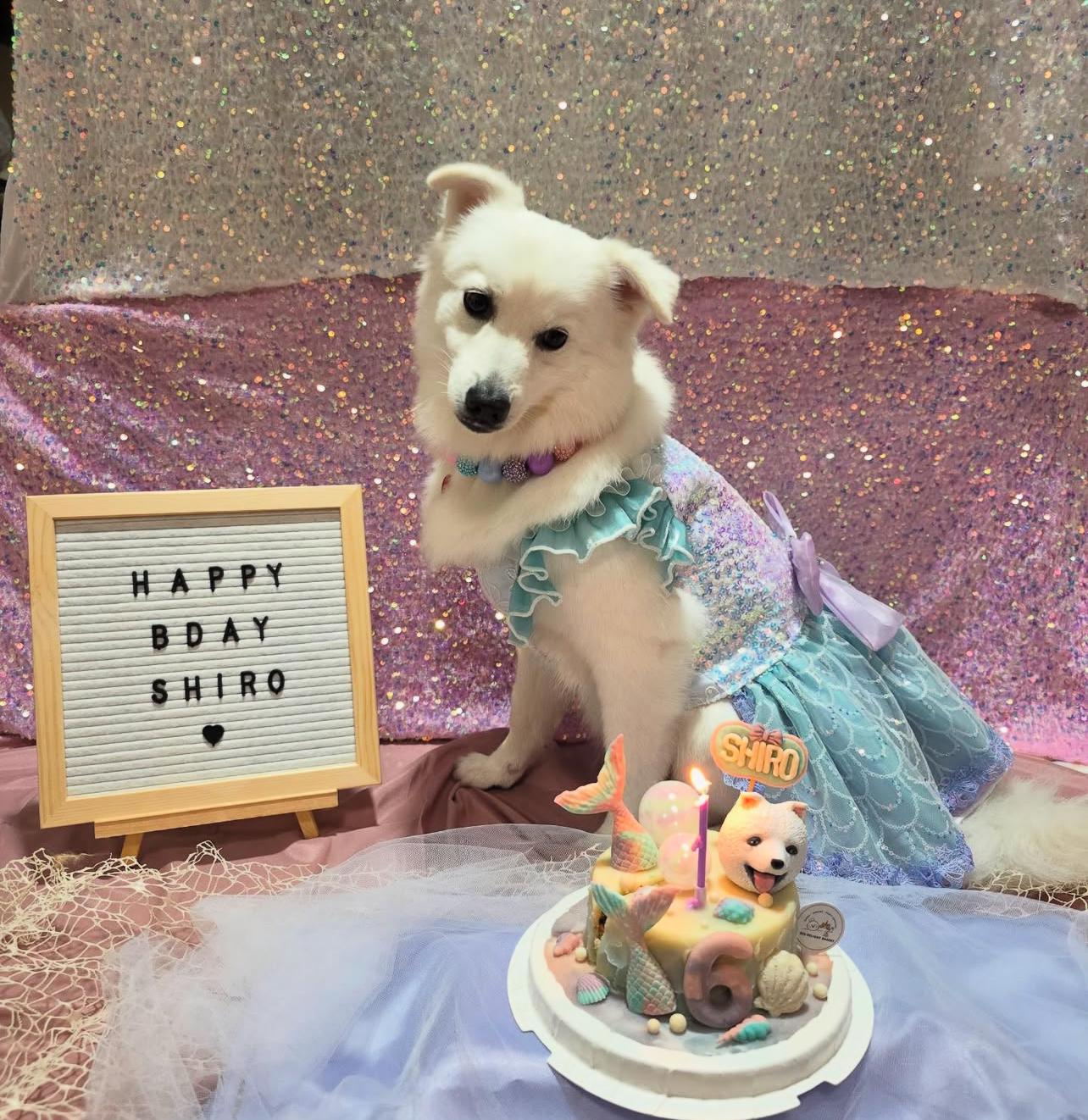 3D Customized Mermaid Dog/Cat Cake - Pets Delight Bakery Pte Ltd