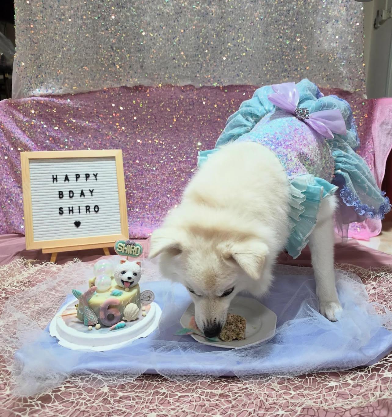 3D Customized Mermaid Dog/Cat Cake - Pets Delight Bakery Pte Ltd