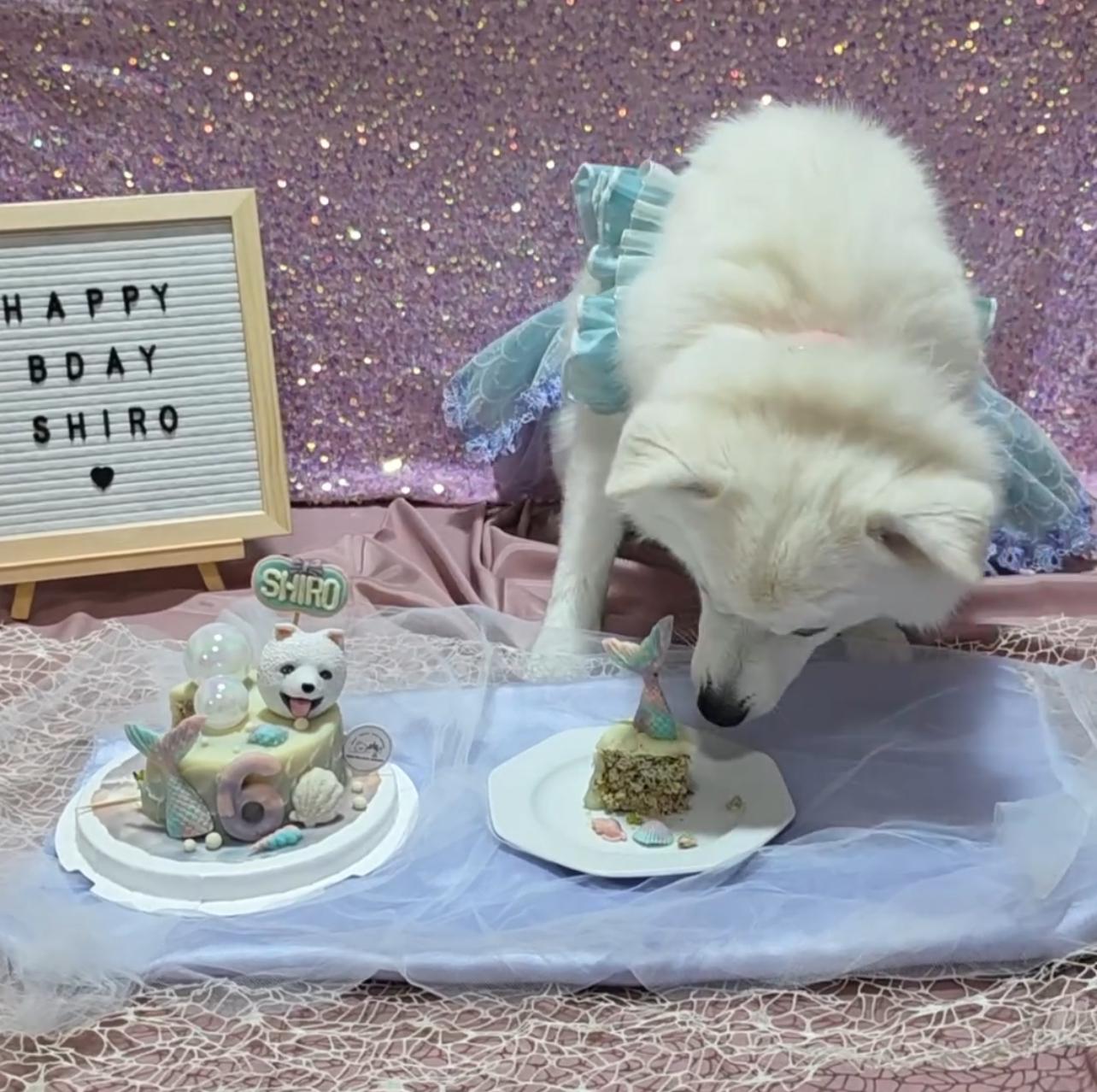 3D Customized Mermaid Dog/Cat Cake - Pets Delight Bakery Pte Ltd