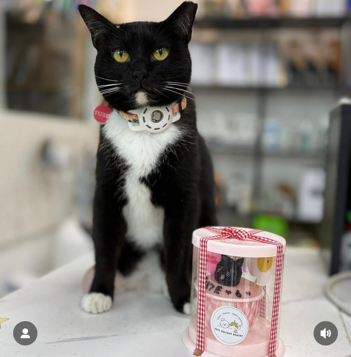 3D Dog/Cat Individual Pupcake - Pets Delight Bakery Pte Ltd