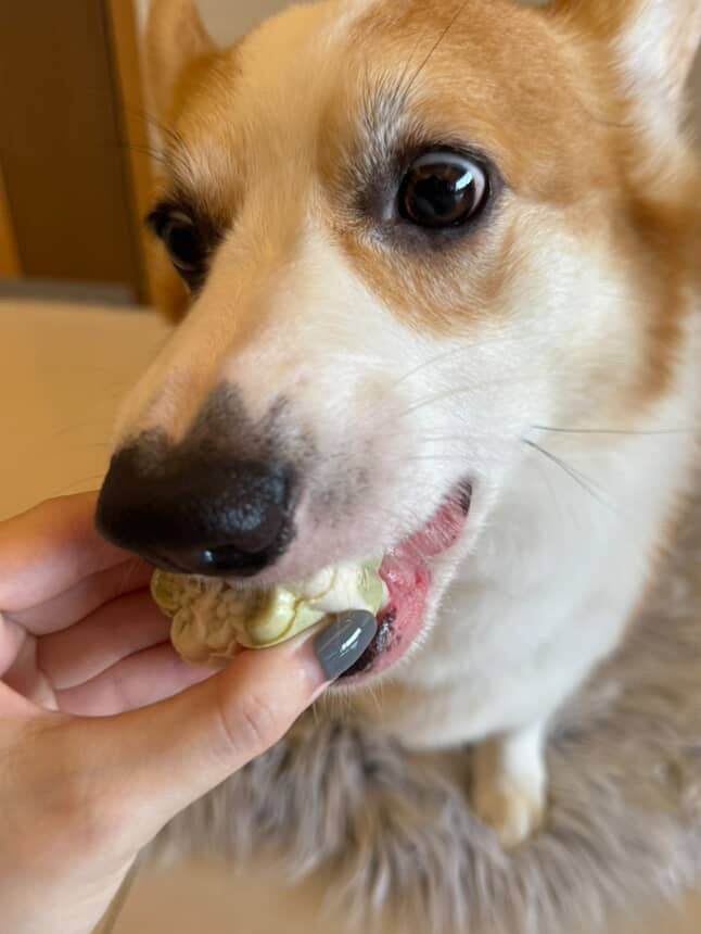 Snow Skin Pet Mooncake For Dogs & Cats