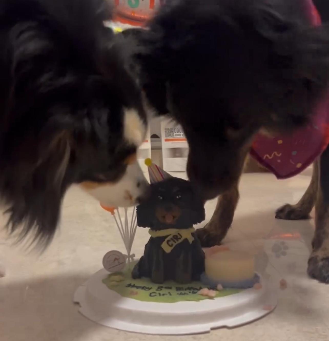 Black Mutt Doggy Full Body Cake (Customizable)