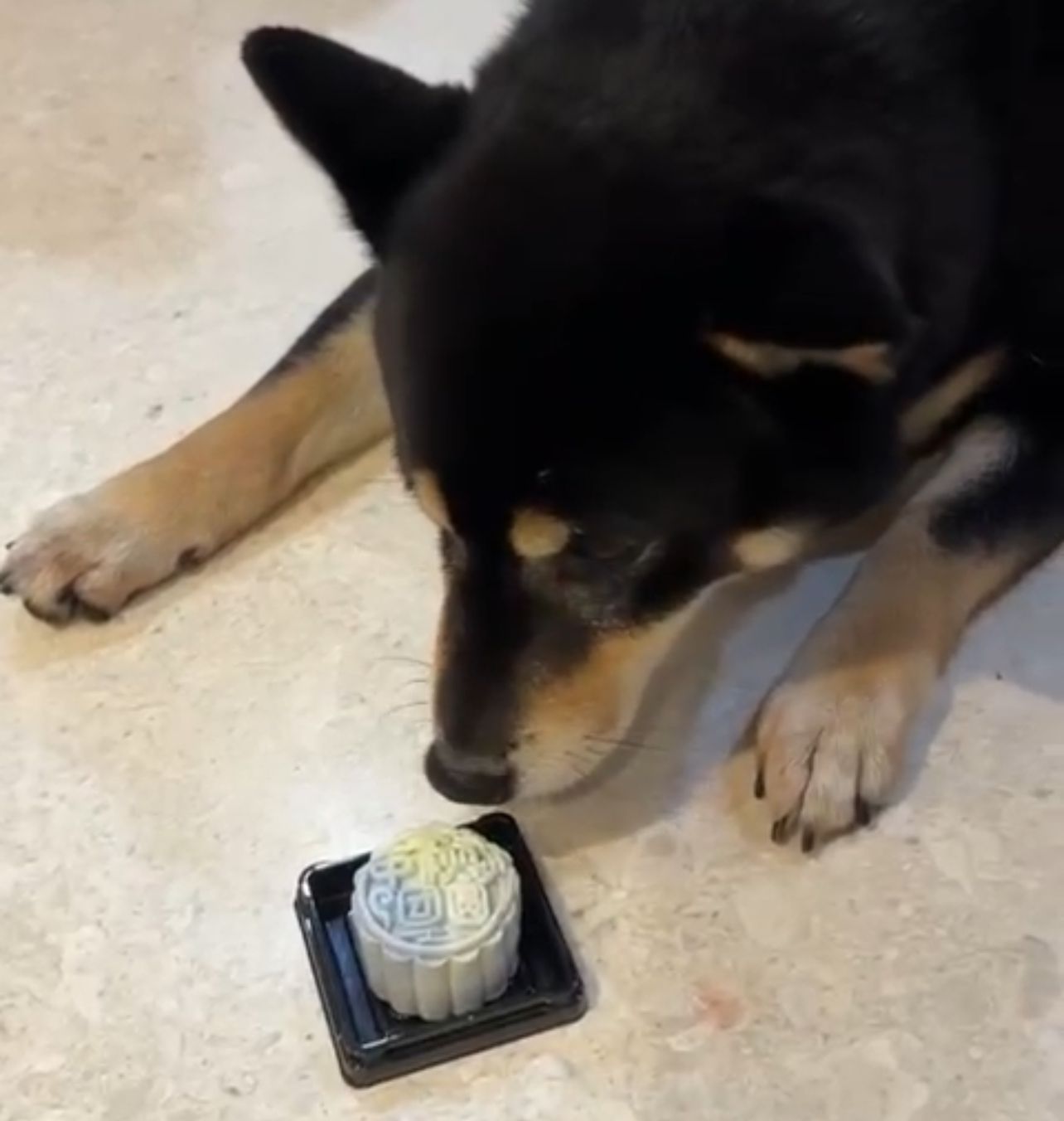 Pets Mooncake