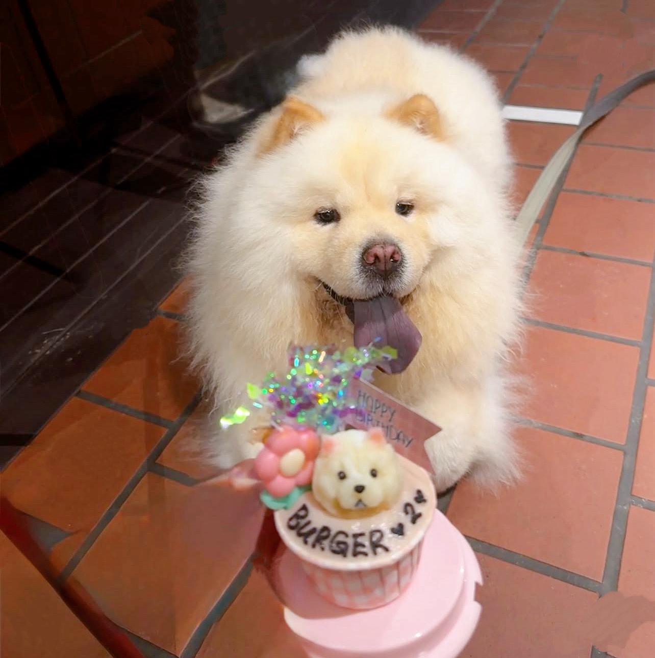 3D Dog/Cat Individual Pupcake