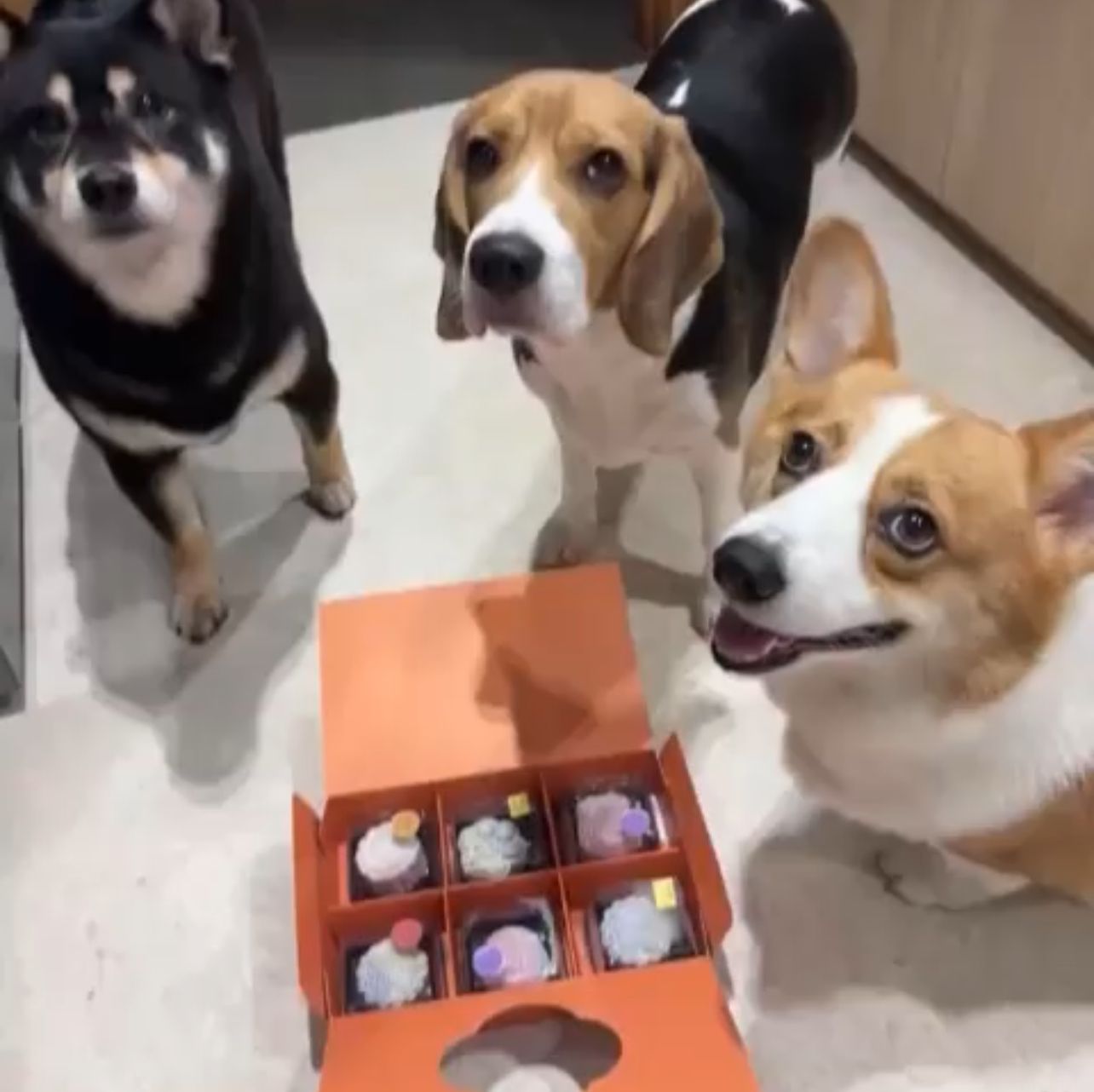Pets Mooncake