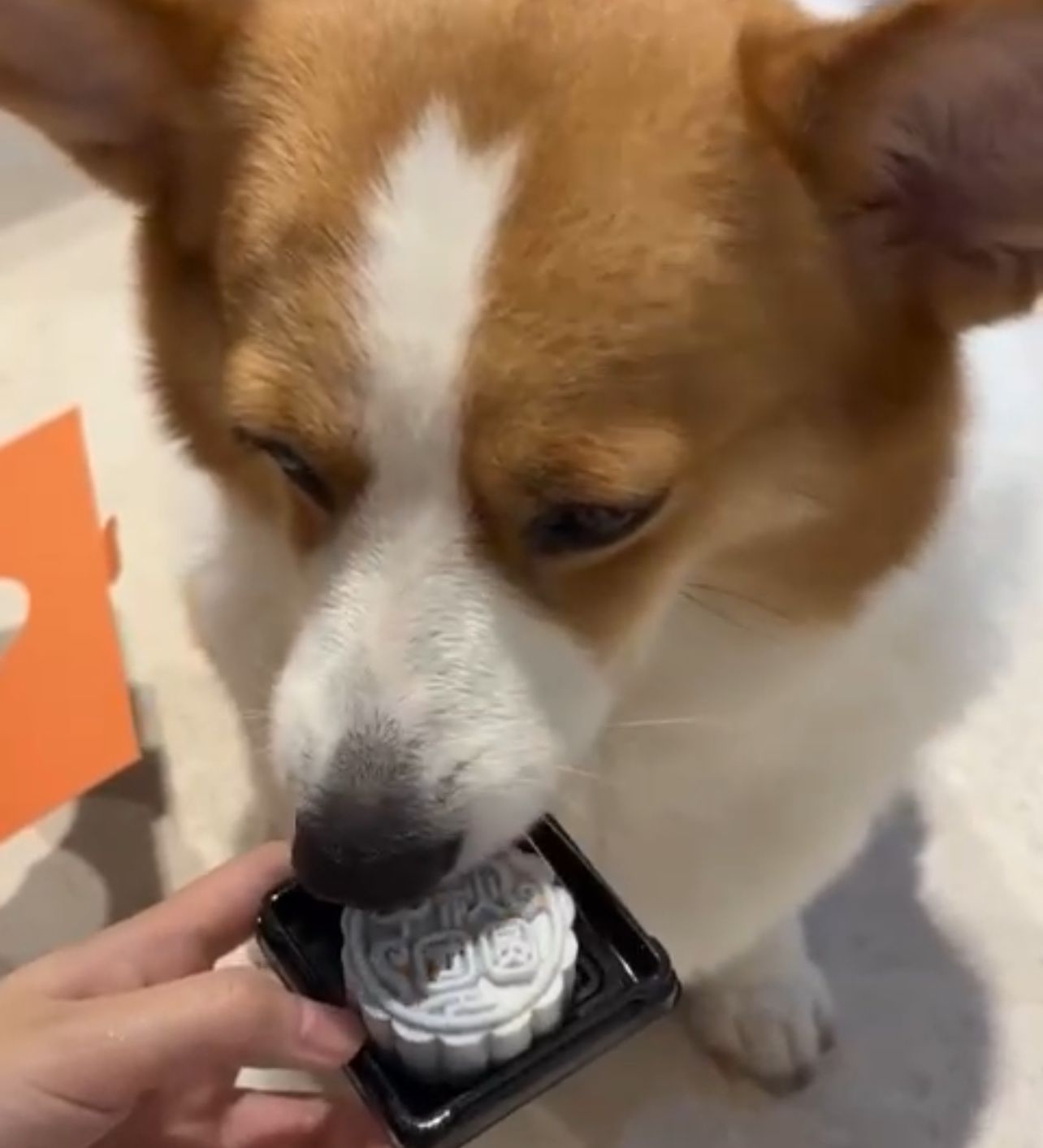 Pets Mooncake