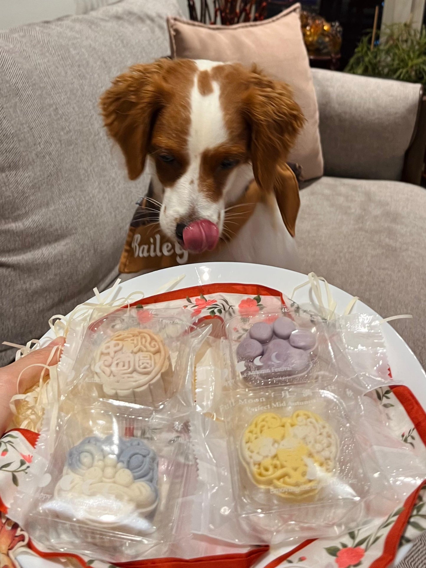 Snow Skin Pet Mooncake For Dogs & Cats