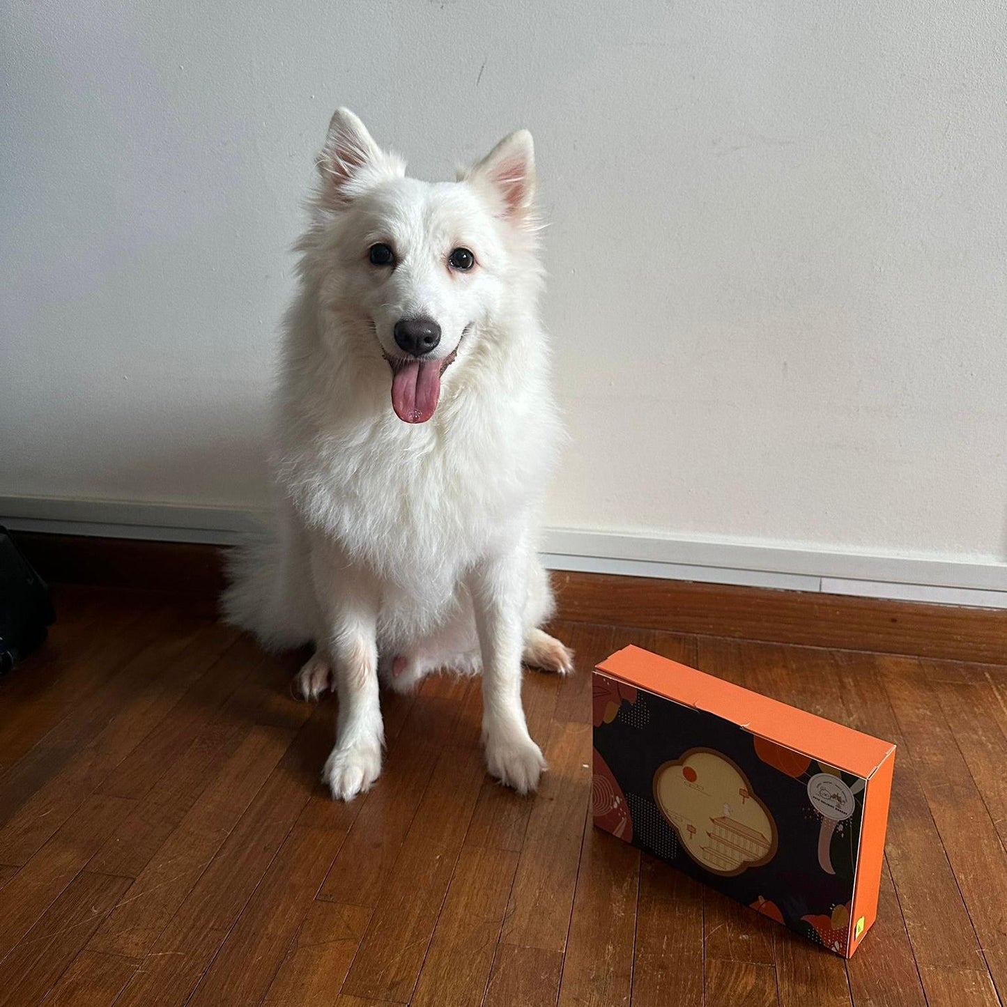 Pets Mooncake
