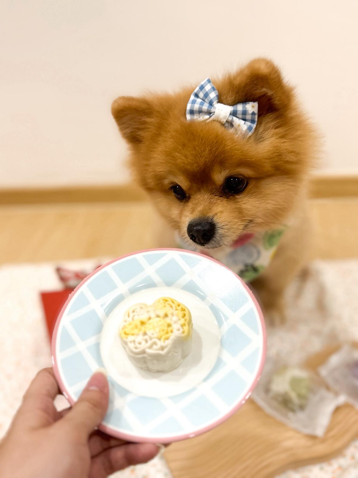 Snow Skin Pet Mooncake For Dogs & Cats