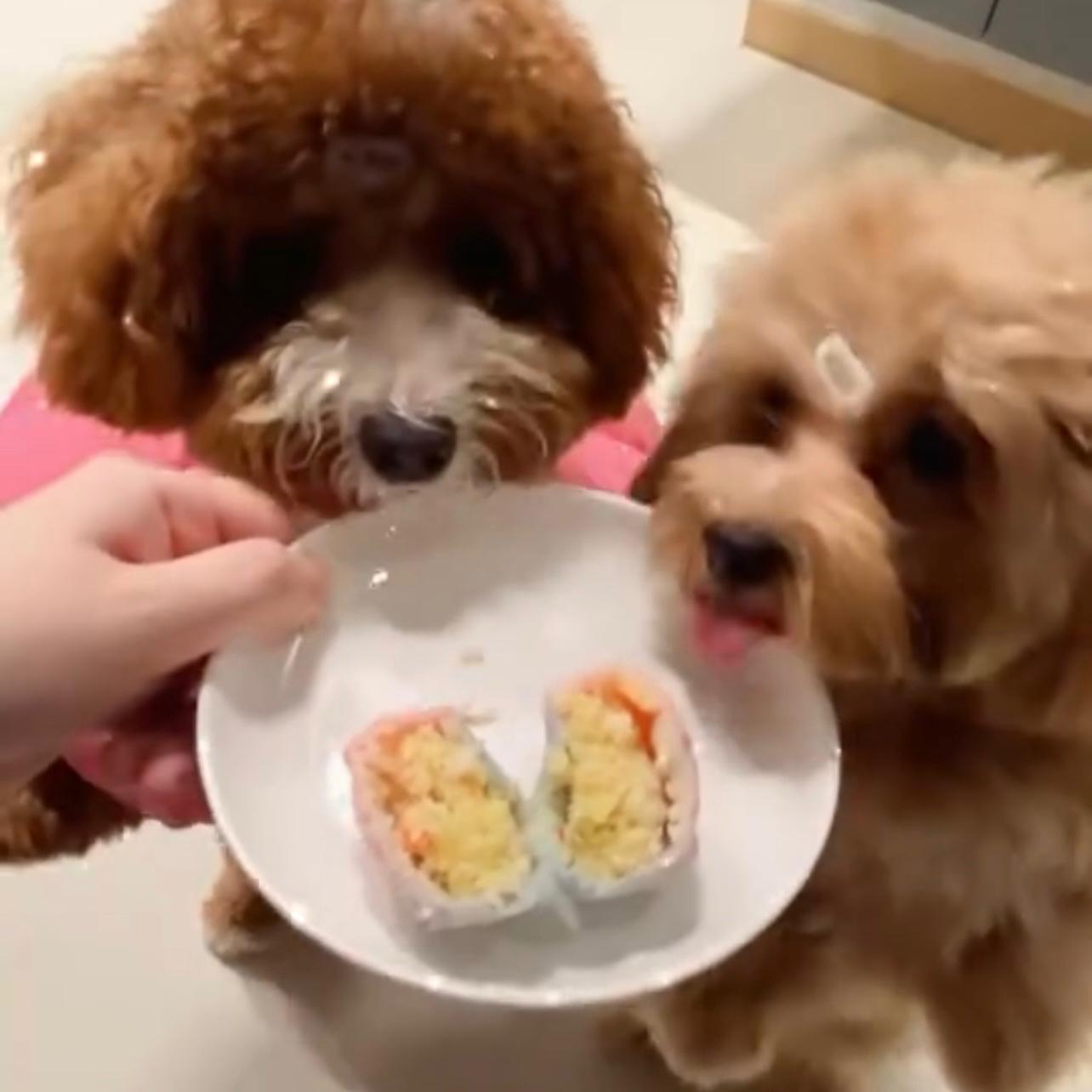 Pets Mooncake