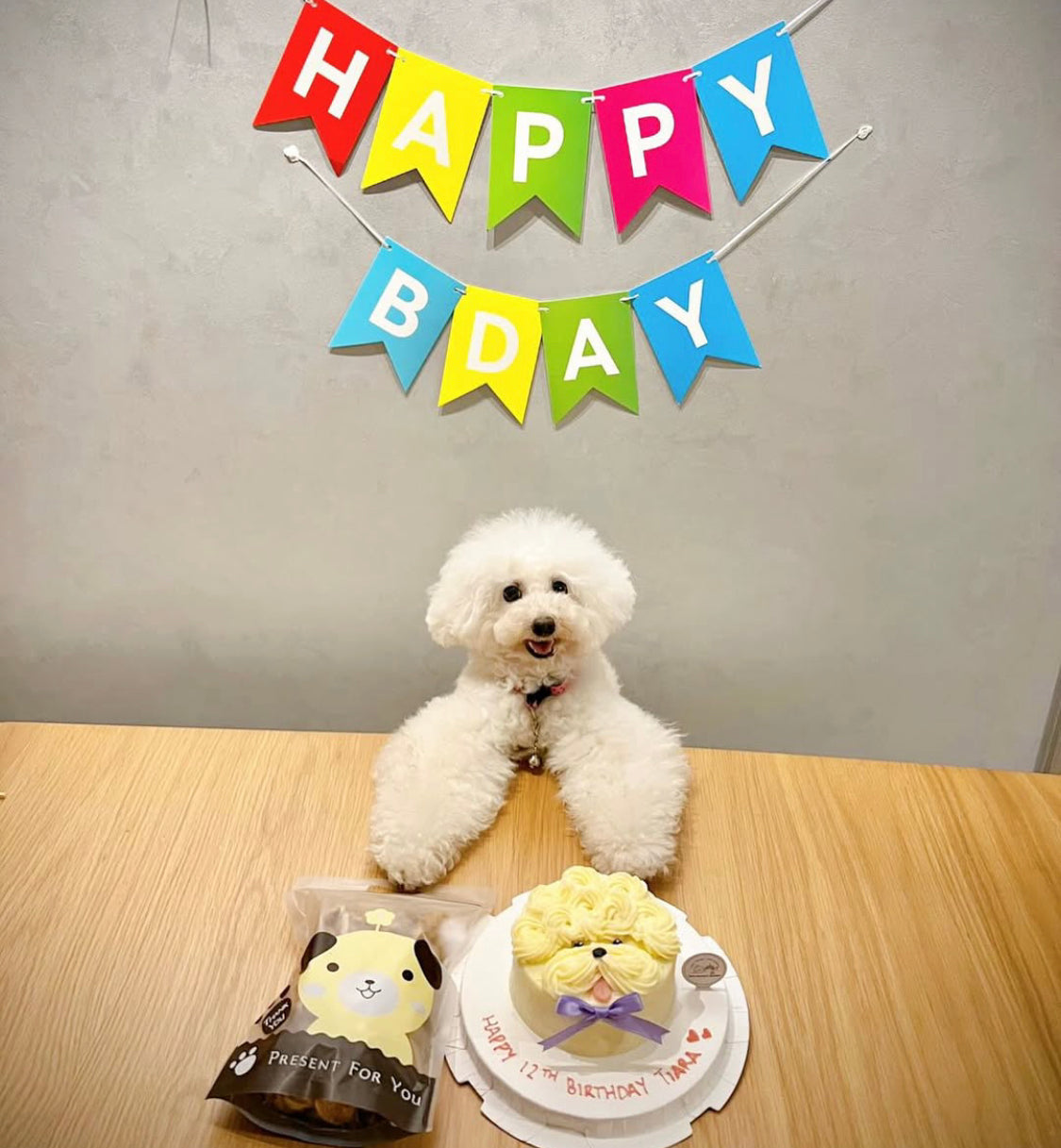 Bichon Pets/Puppy Face Cake