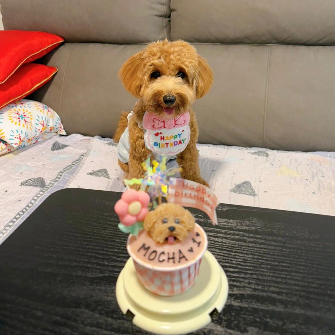 3D Dog/Cat Individual Pupcake