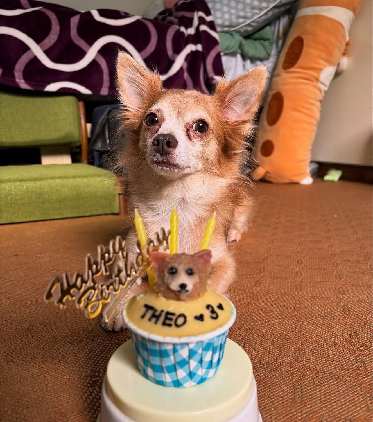 3D Dog/Cat Individual Pupcake