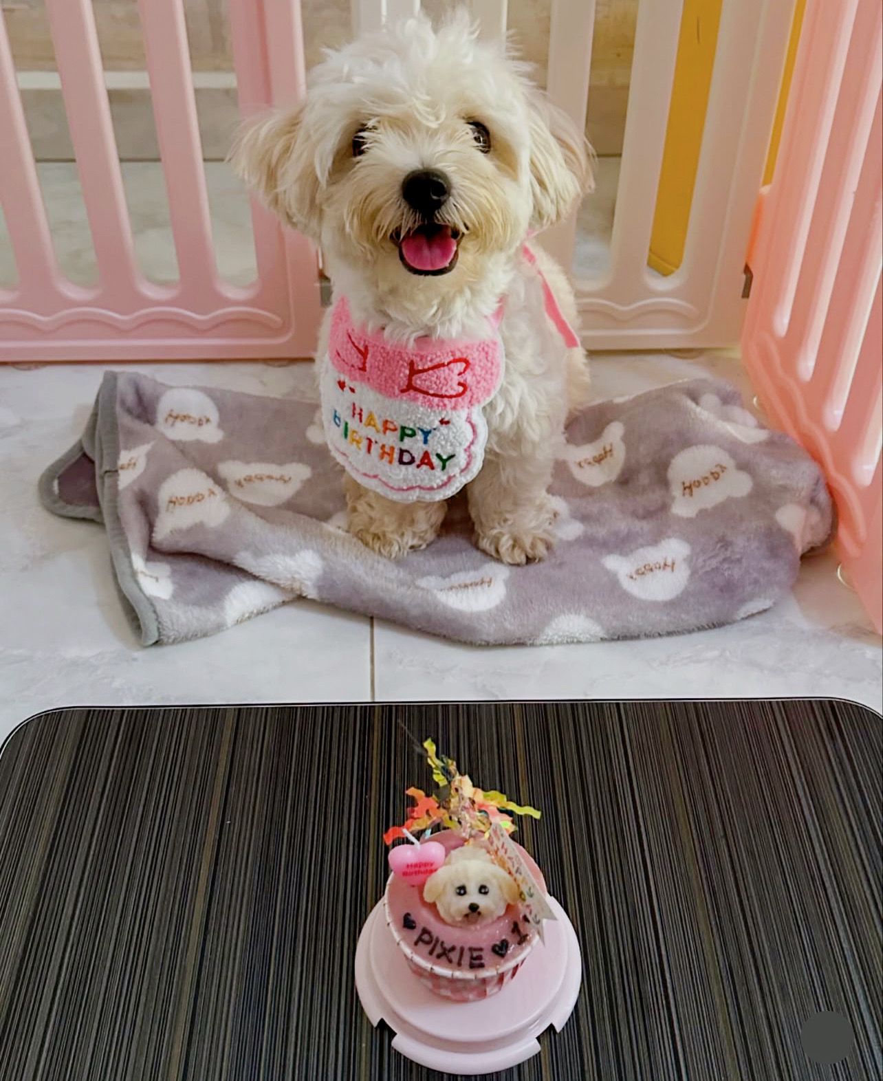 3D Dog/Cat Individual Pupcake