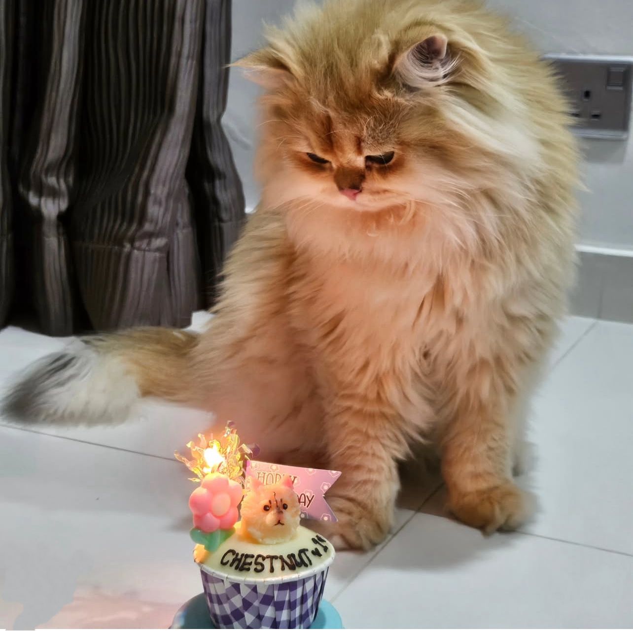 3D Dog/Cat Individual Pupcake