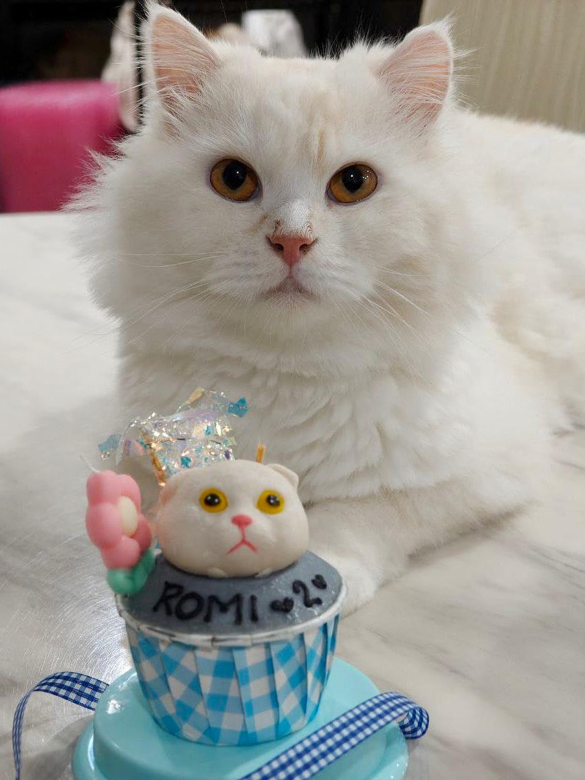 3D Dog/Cat Individual Pupcake