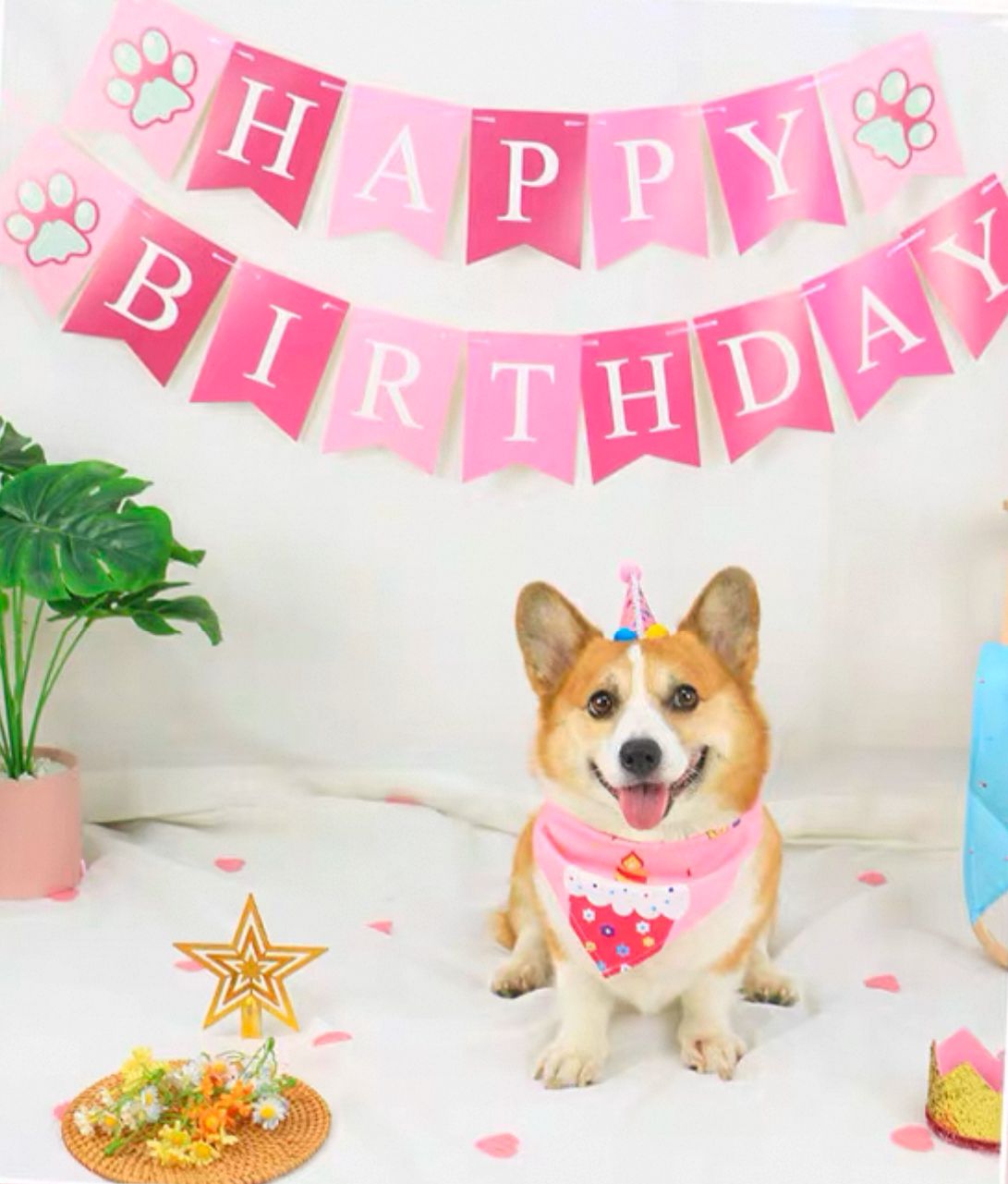 Birthday Party Set 3 - in - 1 - Pets Delight Bakery Pte Ltd