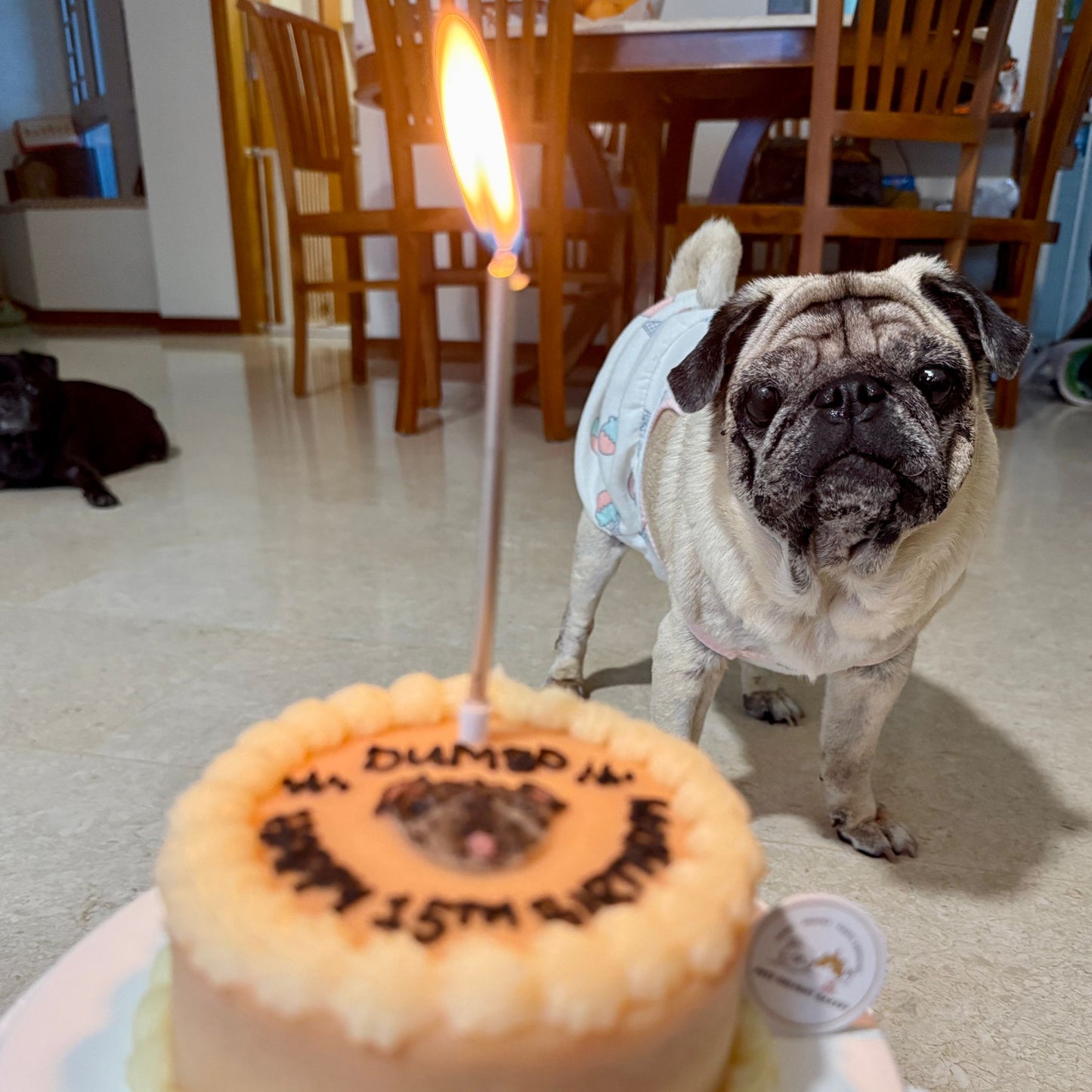 2D Custom Dog/Cat Simple Cake (Same - day) - Pets Delight Bakery Pte Ltd