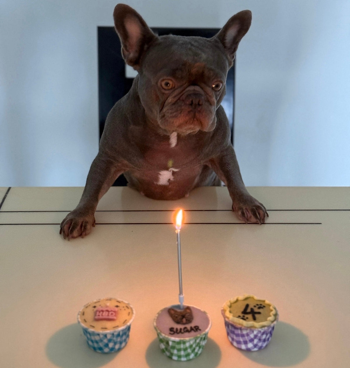 2D Dog/Cat Pupcakes (Same-day) - Pets Delight Bakery Pte Ltd
