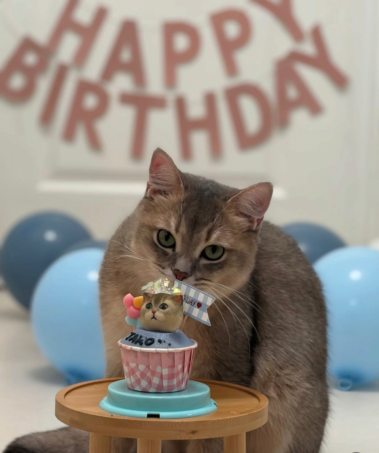 3D Dog/Cat Individual Pupcake