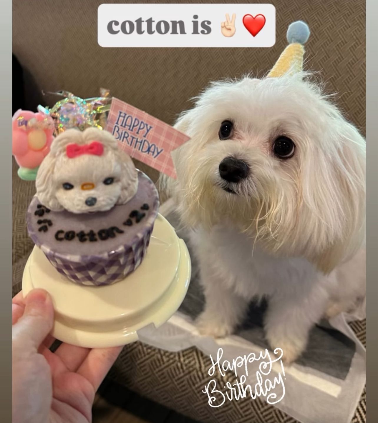 3D Dog/Cat Individual Pupcake