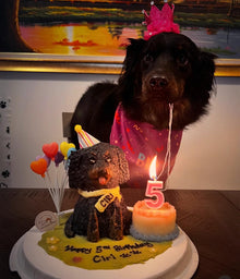 Black Mutt Doggy Full Body Cake (Customizable) - Pets Delight Bakery Pte Ltd