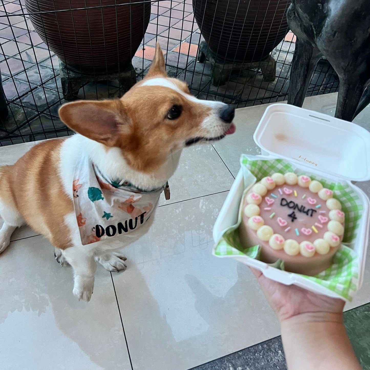 Pets Bento Cake For Dogs & Cats (Same - day) Design 3 - Pets Delight Bakery Pte Ltd