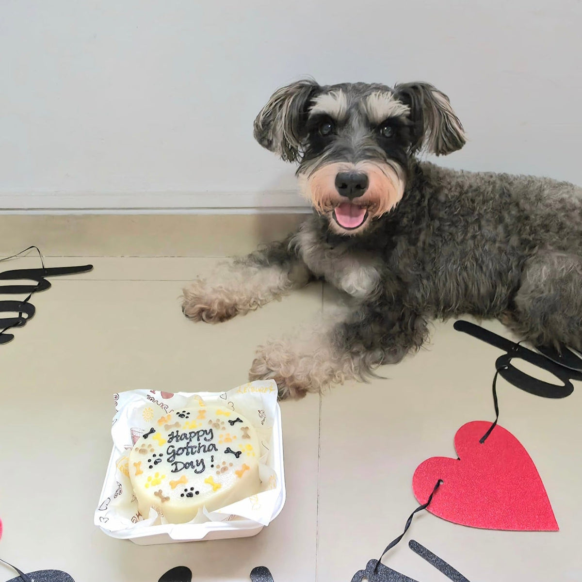 Pets Welcome Home/HBD/ Gotcha Day Bundle Set - Pets Delight Bakery Pte Ltd