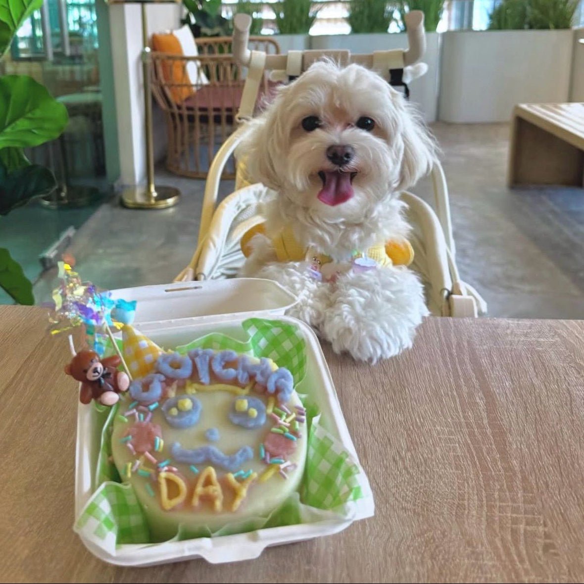 Playful Pets DIY Cake Kit - Pets Delight Bakery Pte Ltd