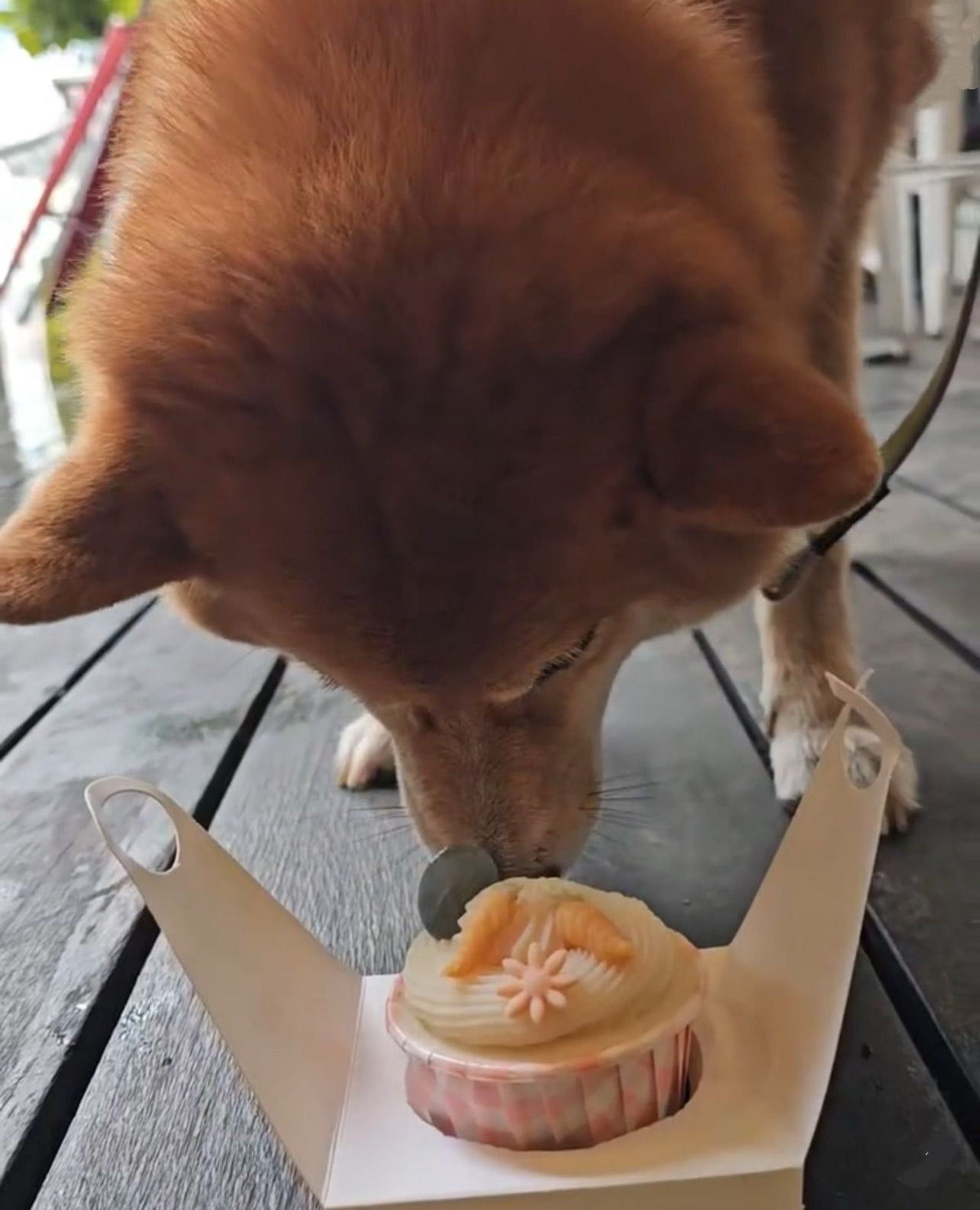 Simple Door Gift Pupcake - Pets Delight Bakery Pte Ltd